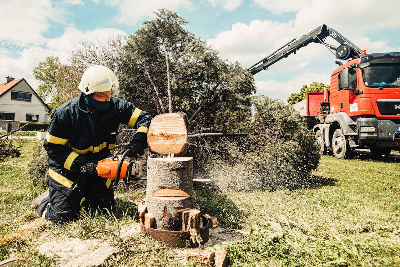 Tree Root Removal in Mount Vernon, TX